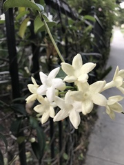 Stephanotis floribunda