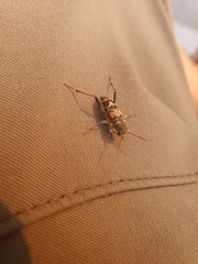 Neoclytus scutellaris