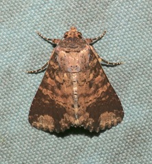 Condica cupentia