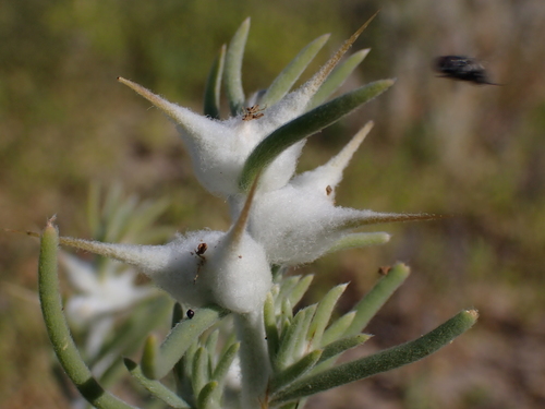goathead burr (Sclerolaena bicornis)