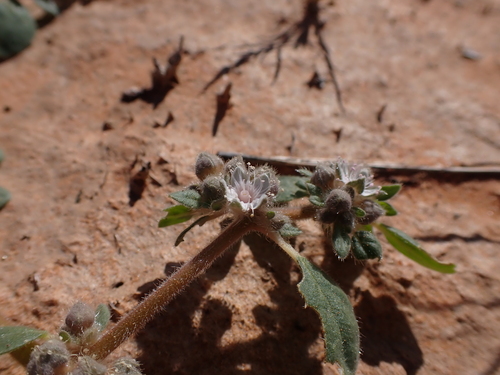 Trianthema pilosum (Trianthema pilosum)