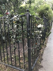 Stephanotis floribunda
