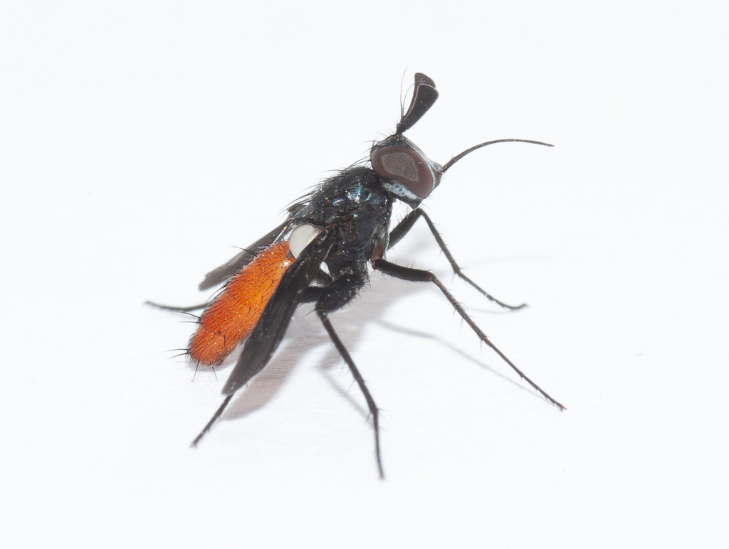 Beskia aelops