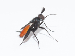 Beskia aelops