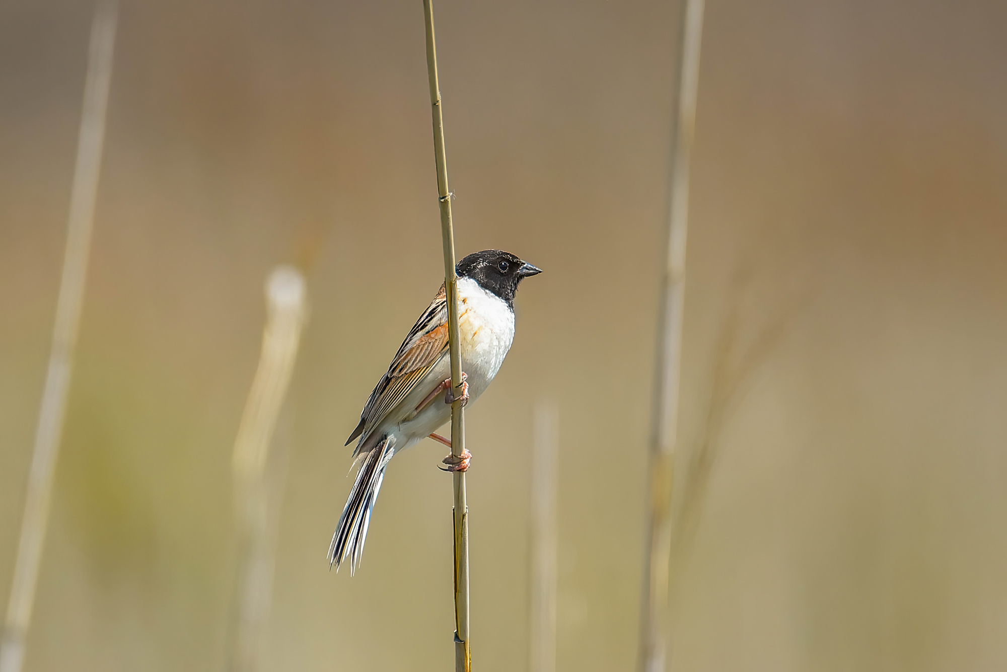 Ochre-rumped Bunting (Emberiza yessoensis), photo 2