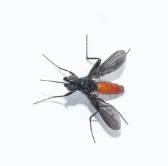 Beskia aelops