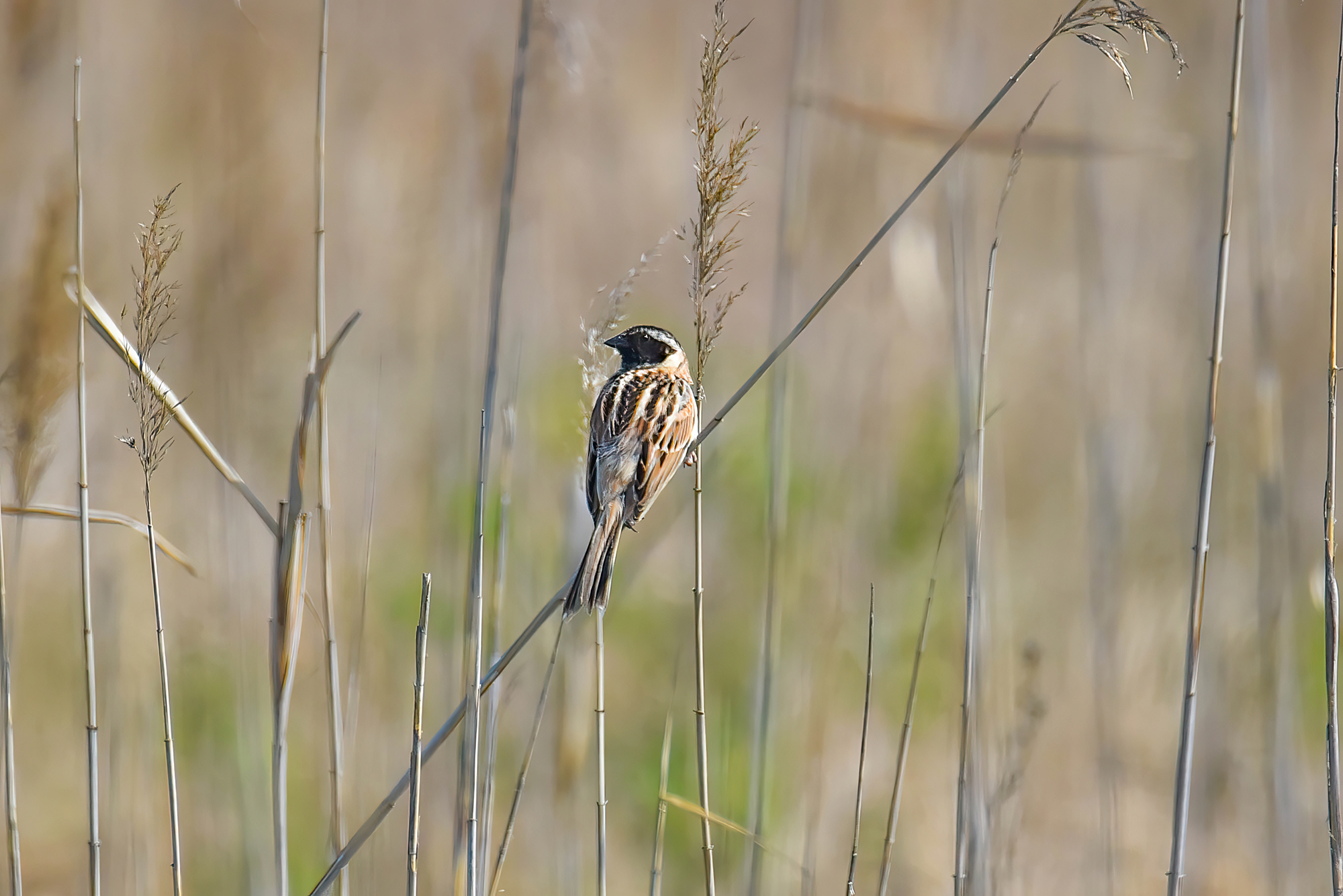 Ochre-rumped Bunting (Emberiza yessoensis), photo 3