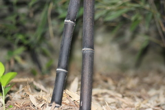 Phyllostachys nigra