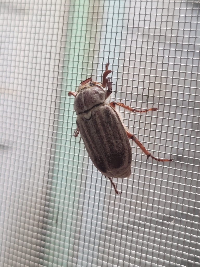 Hammond's Chafer