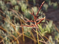 Sand Flatsedge (Cyperus arenarius)