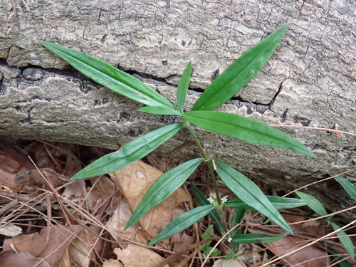 Hedyotis verticillata iNat (3)