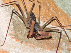 Acanthophrynus coronatus