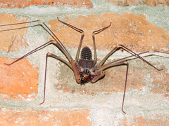 Acanthophrynus coronatus