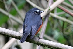 Ochthoeca cinnamomeiventris