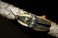 Chalcolepidius limbatus
