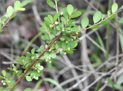 Phyllanthus cochinchinensis
