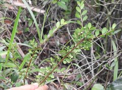 Phyllanthus cochinchinensis