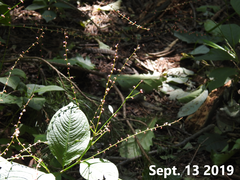 Persicaria filiformis