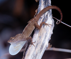 Anolis jubar albertschwartzi