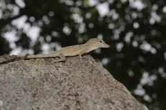 Anolis argenteolus