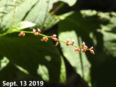 Persicaria filiformis