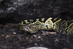 Crotalus totonacus