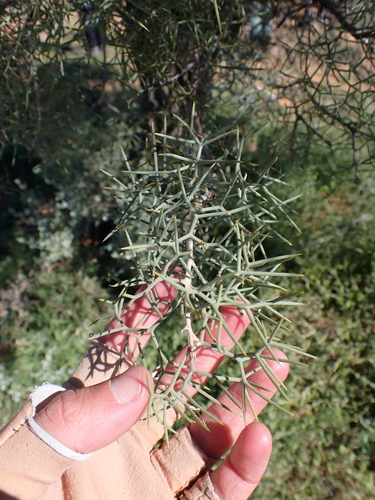 straggly corkbark (Hakea eyreana)