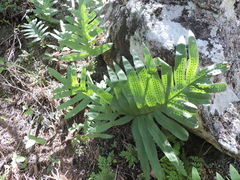 Phlebodium pseudoaureum