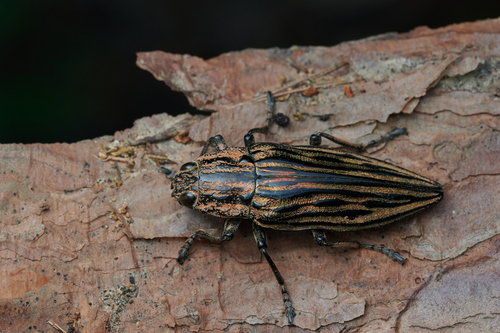 Chalcophora japonica (Gory, 1840)