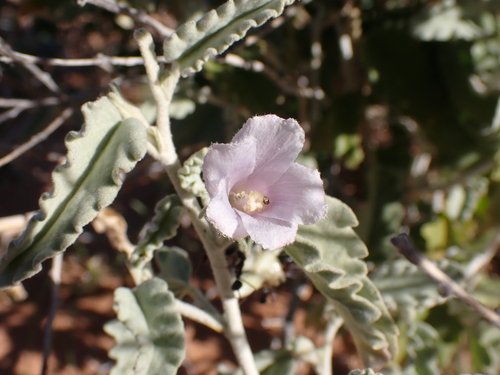 velvet-leaved hibiscus (Hibiscus krichauffianus)
