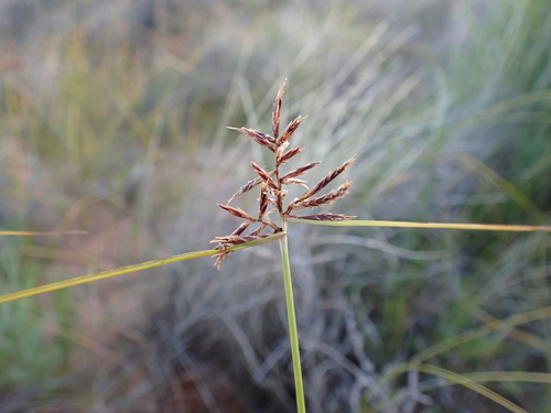 Nalgoo (Cyperus bulbosus)