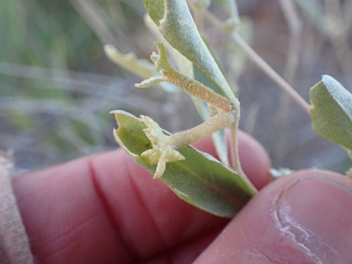 Atriplex limbata (Atriplex limbata)