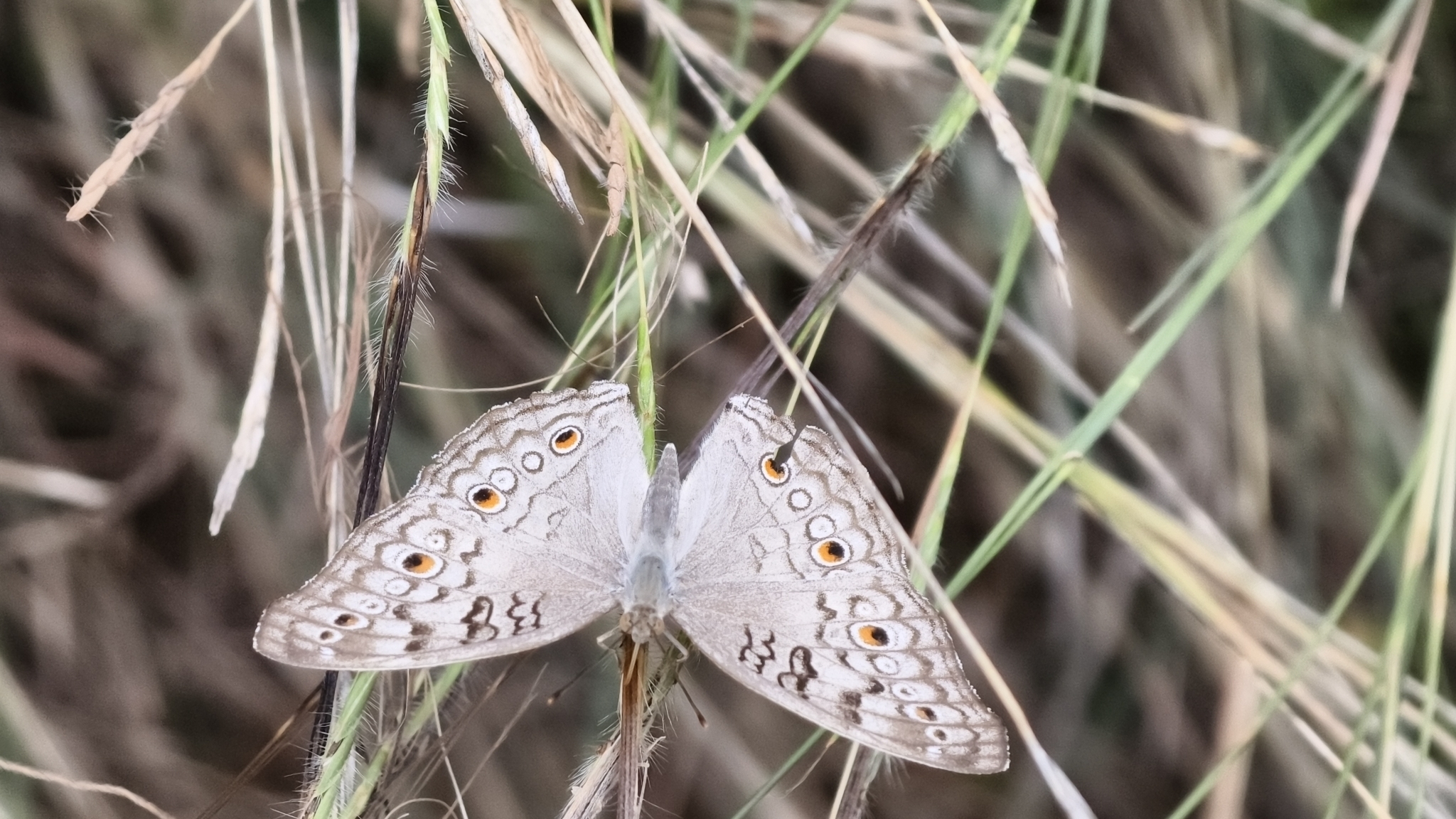 Grey Pansy