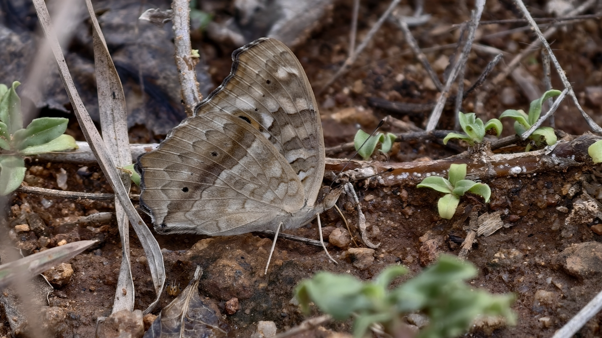 Lemon Pansy