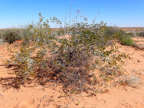 Feather-veined Wattle (Acacia dictyophleba)