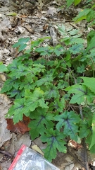 Tiarella stolonifera