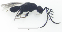Dendrocerus