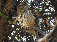 Strix occidentalis lucida