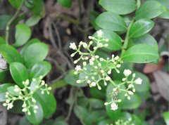 Psychotria serpens