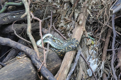 Coastal Carpet Python sighting