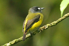 Myiotriccus ornatus