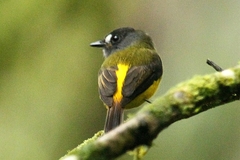 Myiotriccus ornatus