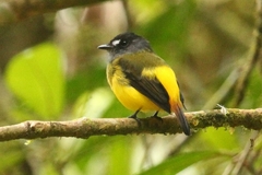 Myiotriccus ornatus