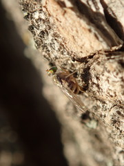 Dactylomyia lateralis