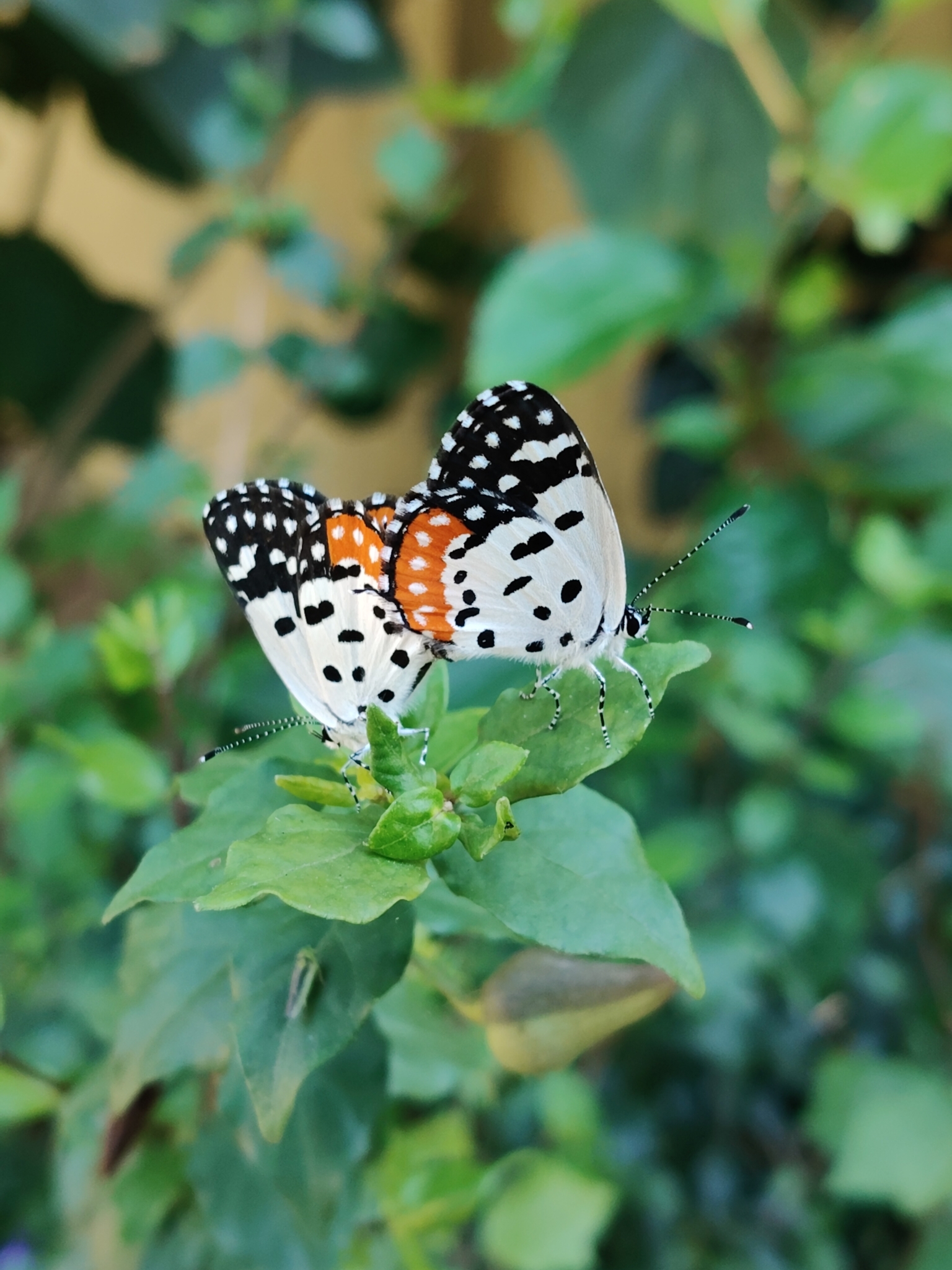Red Pierrot