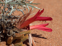 Leptosema chambersii