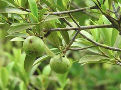 Garcinia oblongifolia
