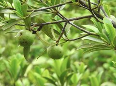 Garcinia oblongifolia