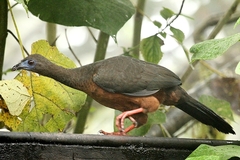 Chamaepetes goudotii