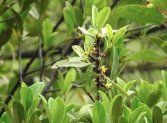 Garcinia oblongifolia